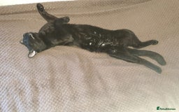 Mixed Breed cats for sale: Could you offer Dobby a sock? - Image 1