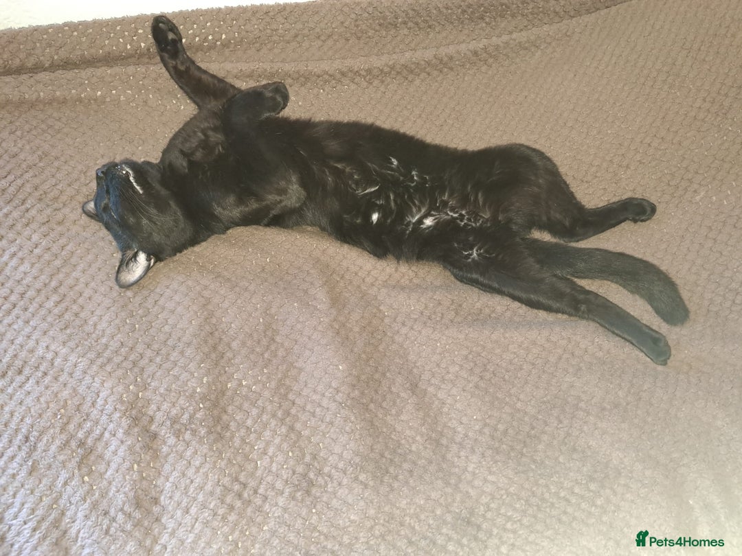 Mixed Breed cats for sale: Could you offer Dobby a sock? - Image 1