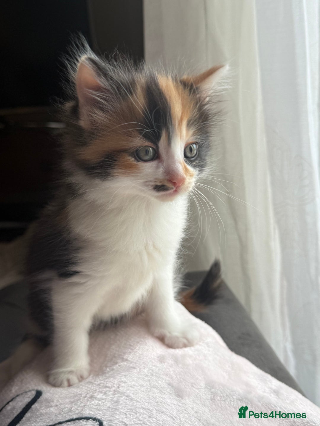 Ragdoll cats for sale: Stunning Ragdolls kittens available  - Advert 6