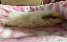 Guinea Pig rodents for sale: Alpaca sow  - Image 7