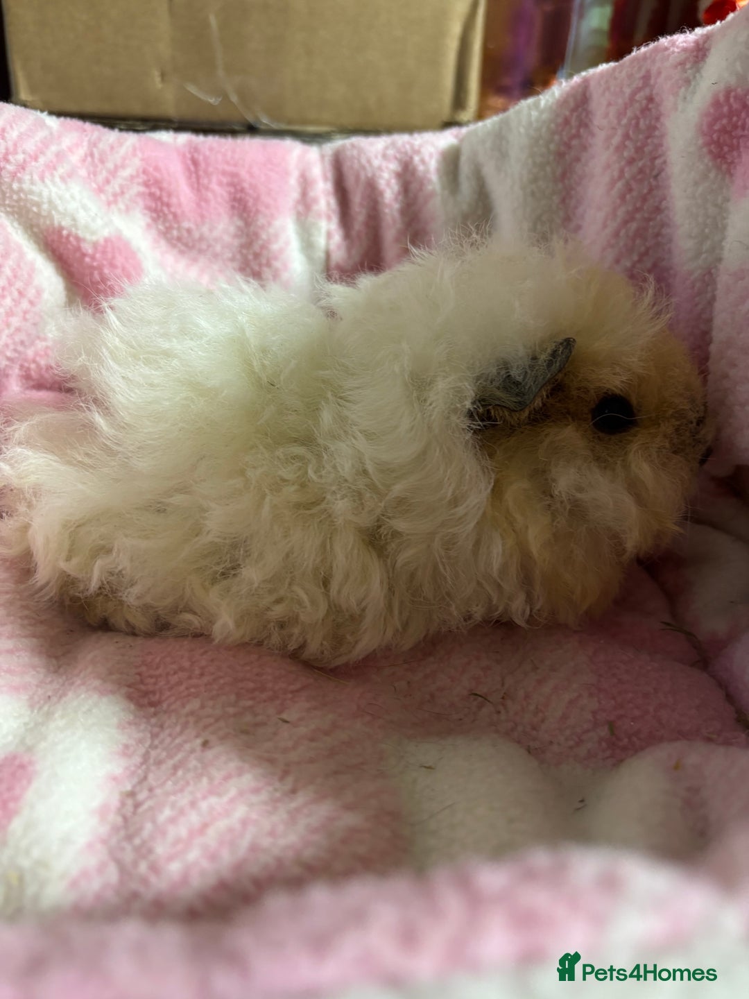 Guinea Pig rodents for sale: Alpaca sow  - Image 7