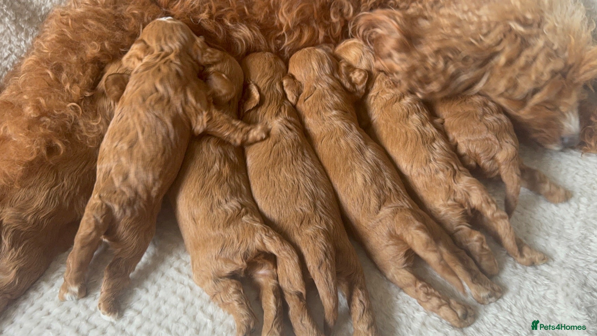Cavapoo dogs Stunning red cavapoo puppies  - Advert 2