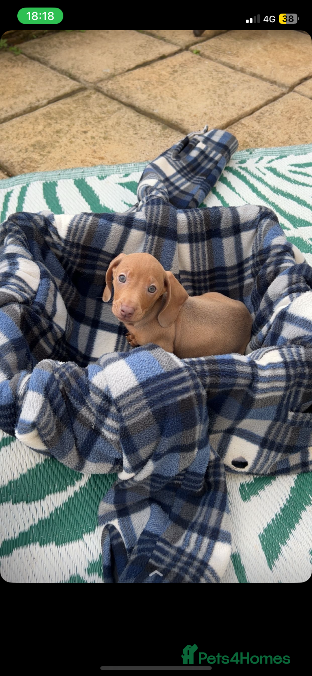 Dachshund dogs for sale: Dachshund puppies for sale 2x girls 1x boy - Image 3