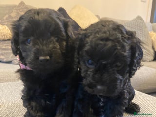 Cavapoo dogs F1b cavapoo puppies - Advert 2