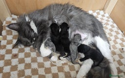 Maine Coon cats for sale: Pedigree maine coon kittens (possible delivery) - Image 3