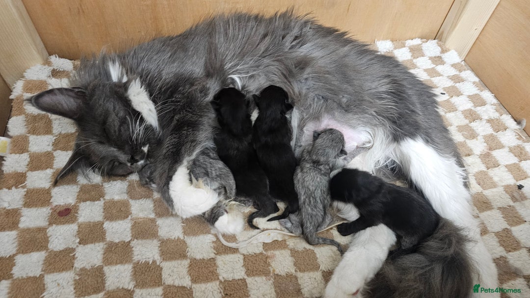 Maine Coon cats for sale: Pedigree maine coon kittens (possible delivery) - Image 3
