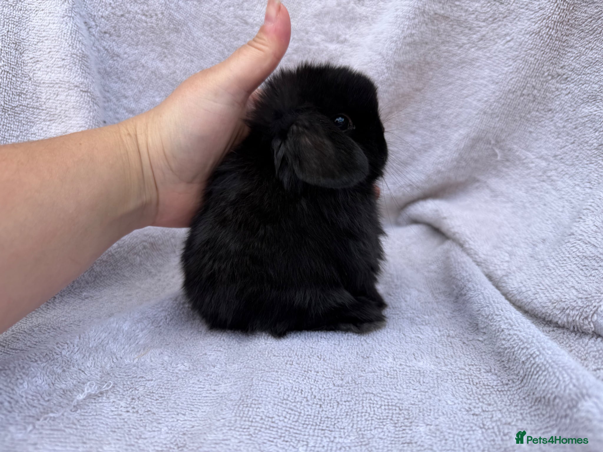 Mini Lop rabbits mini lops for reserve  - Advert 4
