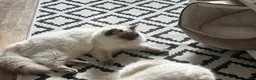 Ragdoll cats for sale: Ragdoll cross domestic shorthair mix kittens in London - Advert 2