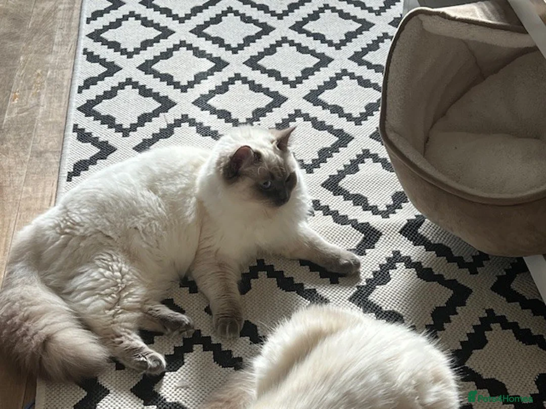 Ragdoll cats for sale: Ragdoll cross domestic shorthair mix kittens in London - Advert 2