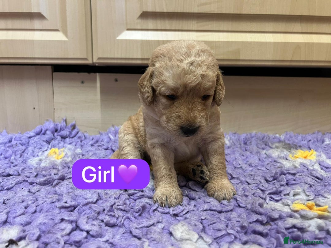 Labradoodle dogs for sale: Gorgeous labradoodle puppies - Advert 19