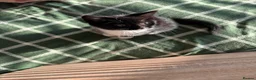 Mixed Breed cats for sale: Cleo and Athena  in Smethwick - Advert 4