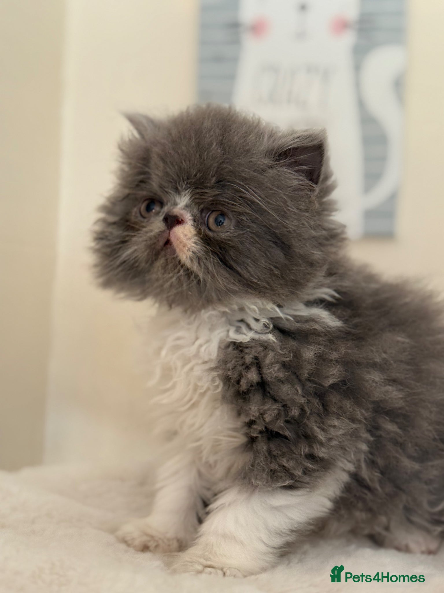 Persian cats GCCF registered Persian boy 💙 - Advert 1