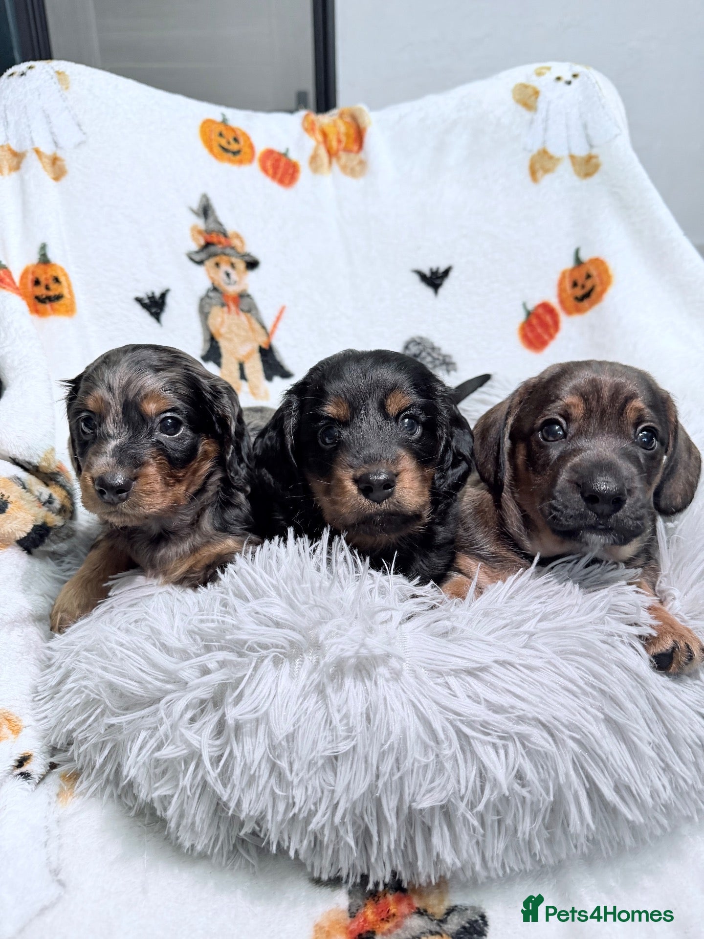 Dachshund dogs The Outstanding Boy Band is here💙🐶💚 - Advert 1