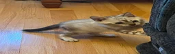 Bengal cats for sale: Pure Snow bengal  - Advert 2