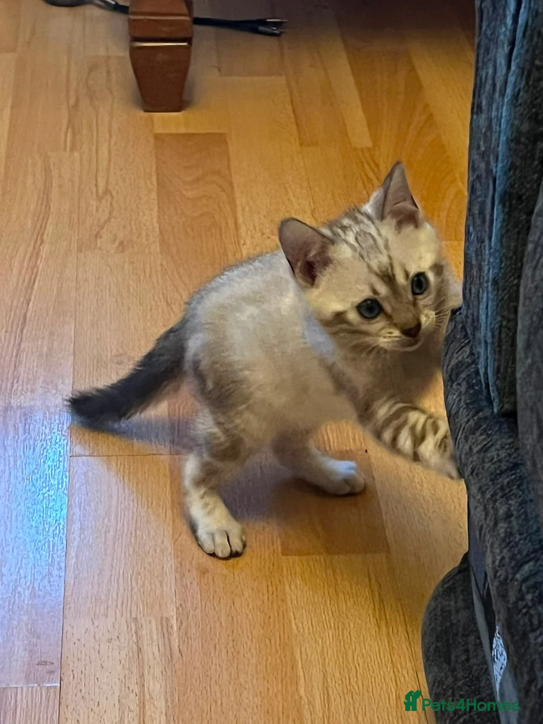 Bengal cats for sale: Pure Snow bengal  - Advert 2