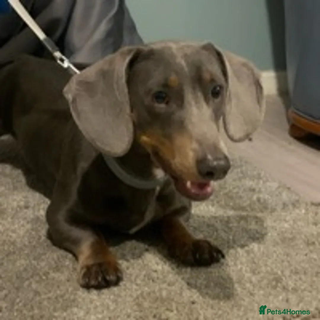 Dachshund dogs for stud: Blue Dachhund Proven Stud & Isabella cream stud, in Swansea - Advert 17