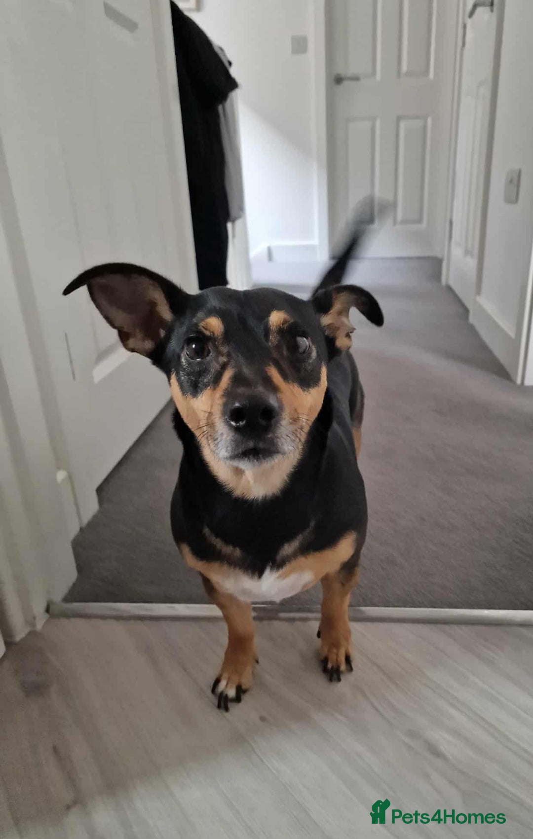 Jack Russell dogs for sale: Meet Dexter – Looking for His Forever Home - Image 7