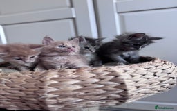 Maine Coon cats for sale: 🌟🌟Beautiful Maine Coon kittens 🌟🌟 - Image 10