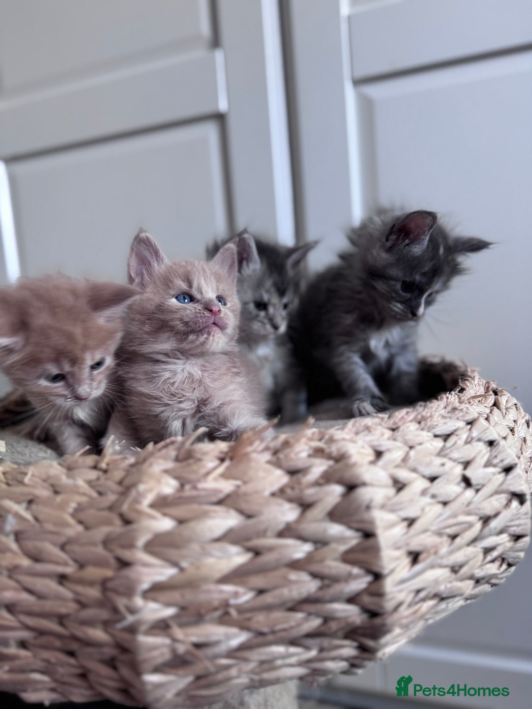 Maine Coon cats for sale: 🌟🌟Beautiful Maine Coon kittens 🌟🌟 - Image 10