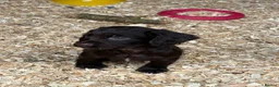 Sprocker dogs for sale: Sprocker Pups  - Advert 16