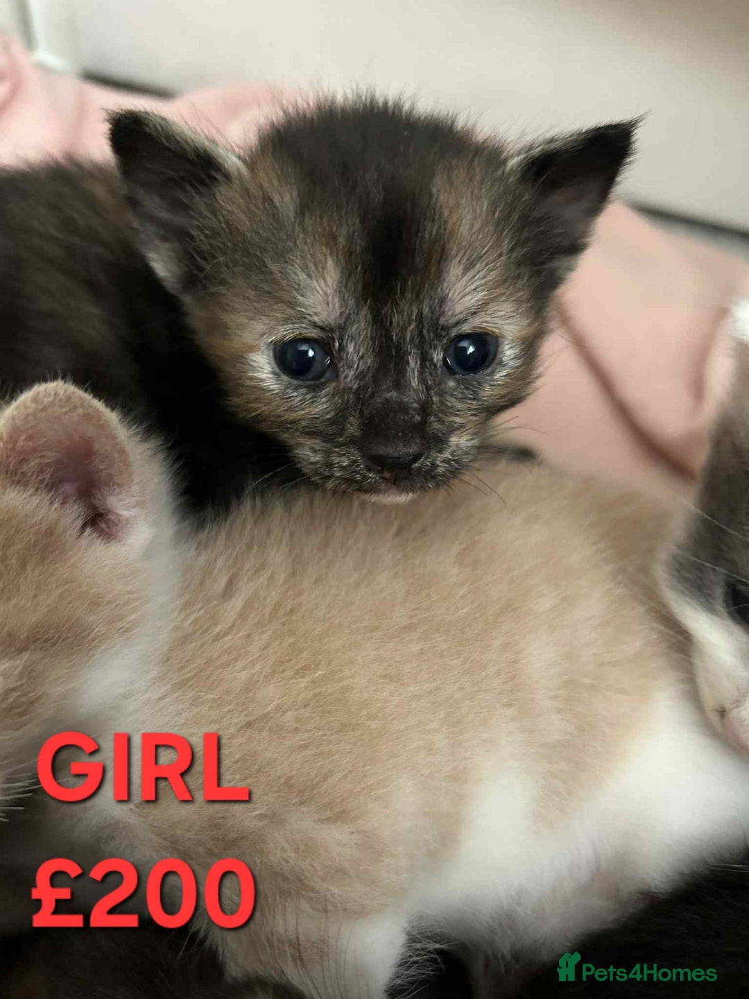 Mixed Breed cats for sale: Beautiful kittens looking for their forever homes - Image 9
