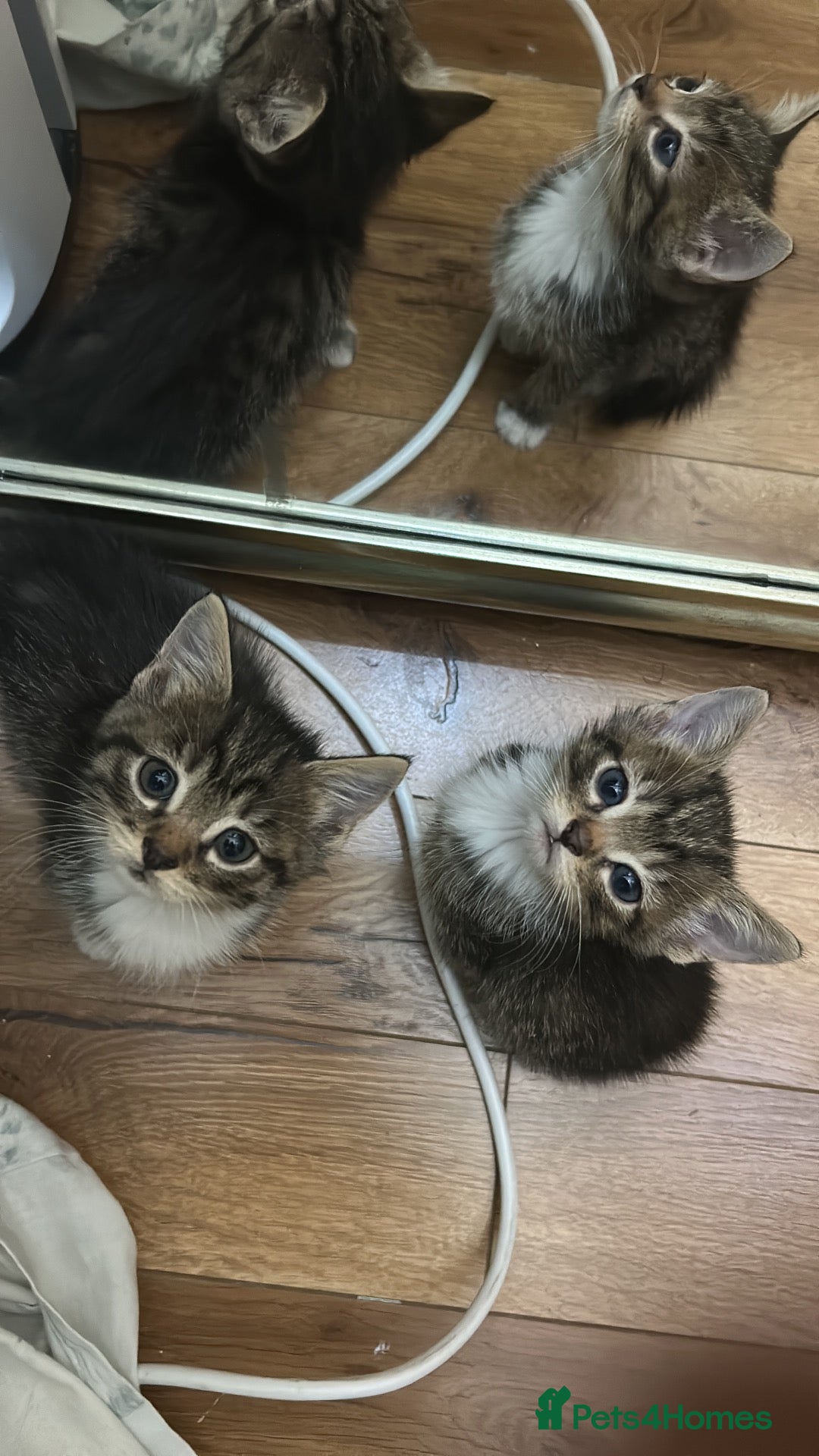 Mixed Breed cats Two siblings need a home - Advert 1
