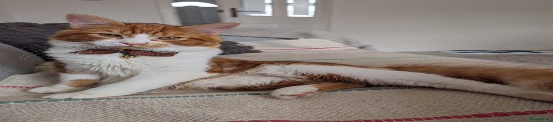 Cat 1