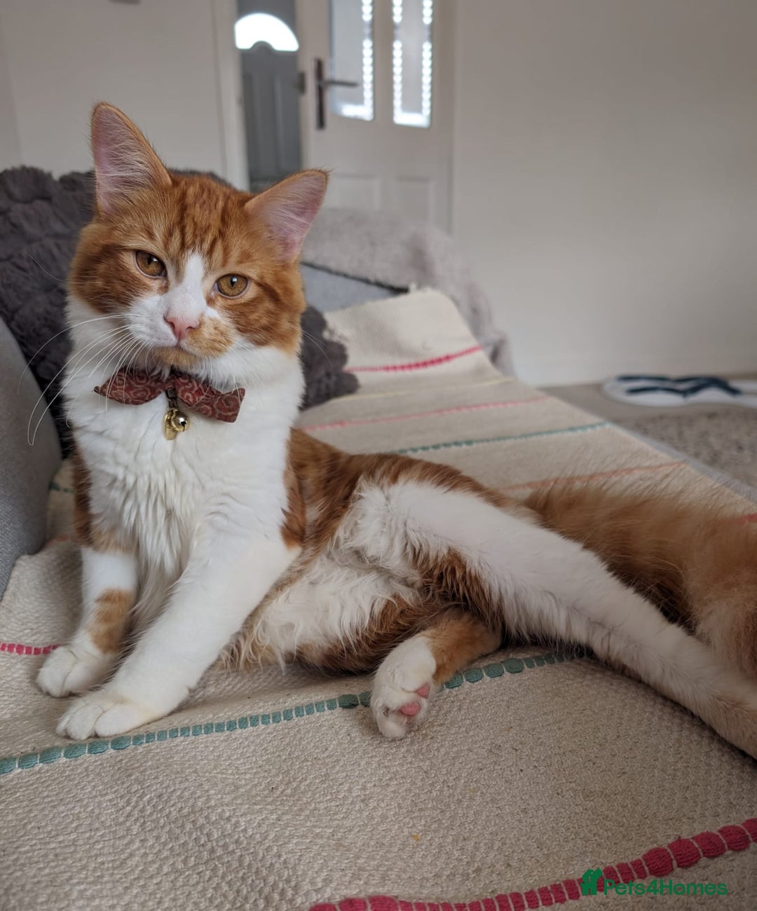 Mixed Breed cats for sale: Cats 🥰 - Image 4