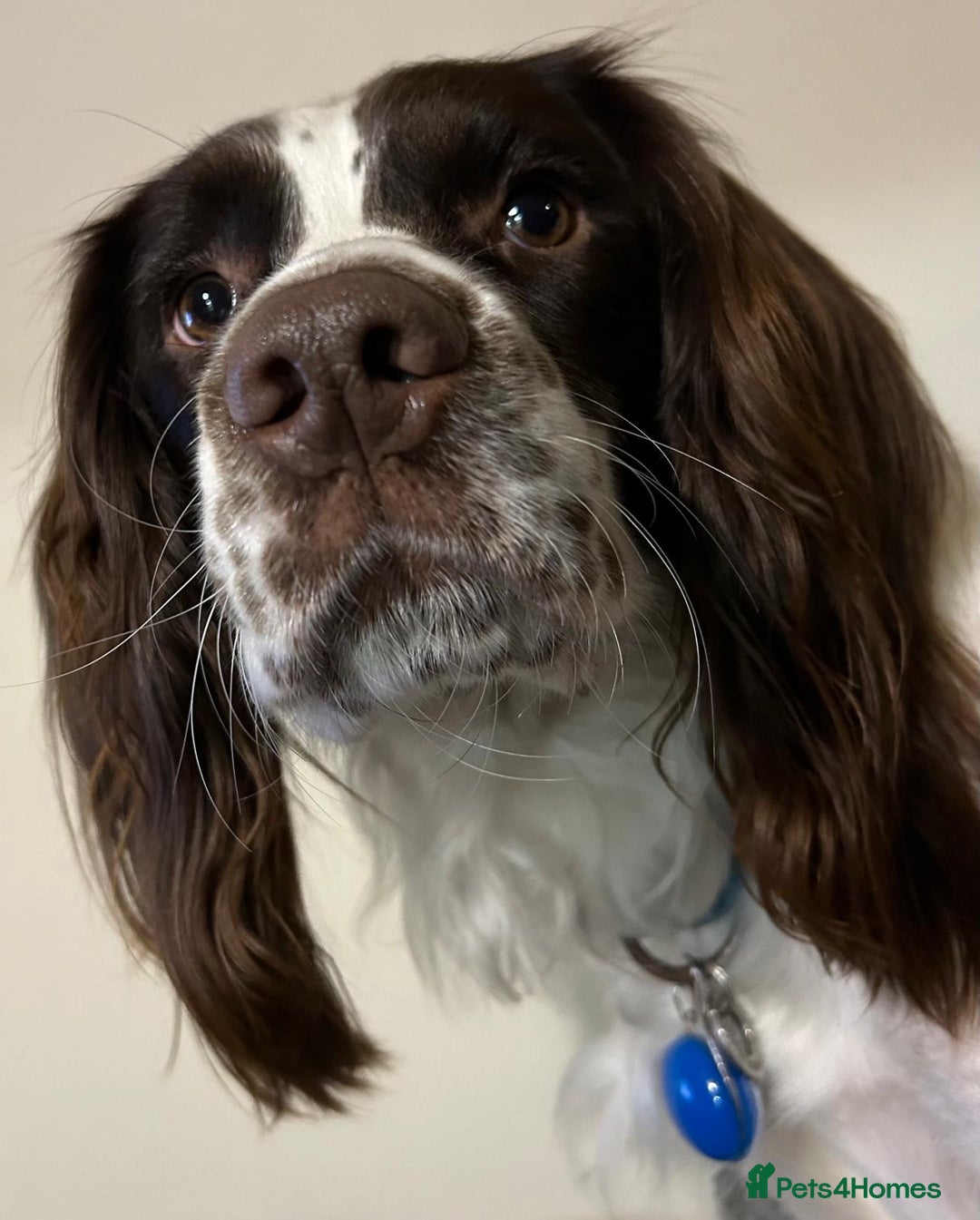 Sprocker dogs for sale: Sprocker puppies  - Advert 15