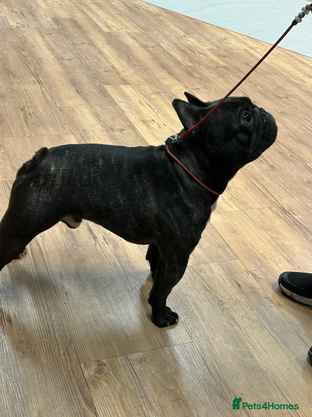 French Bulldog dogs for stud: KC SILVER HEALTH TESTED CRUFTS QUALIFIED STUD - Advert 1