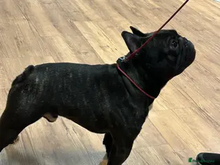 French Bulldog dogs KC SILVER HEALTH TESTED CRUFTS QUALIFIED STUD - Advert 15