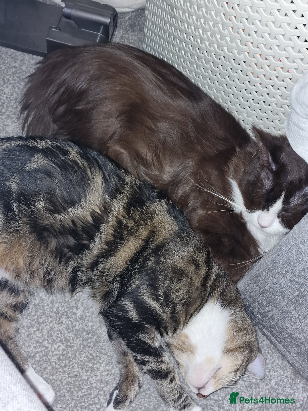 Mixed Breed cats for adoption: Loved family cats in need of a loving home  - Advert 16