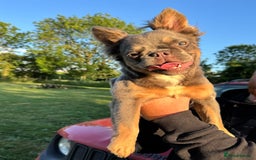 French Bulldog dogs for sale: Female Fluffy french bulldog - Image 3