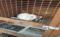 Mini Lop rabbits for sale: Po the rabbit - Image 5