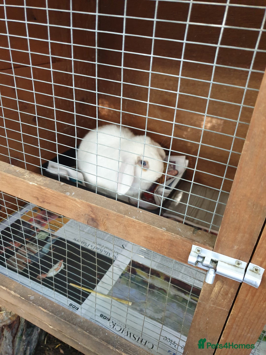 Mini Lop rabbits for sale: Po the rabbit - Image 5