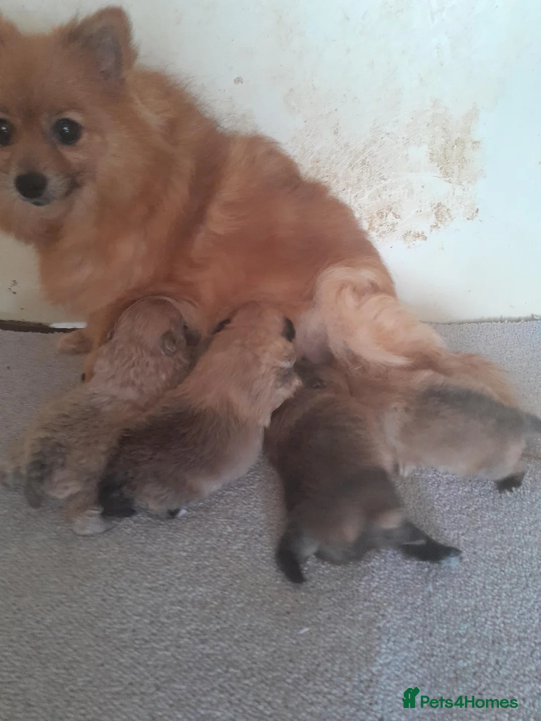 Pomeranian dogs for sale: Pomeranion - Advert 5