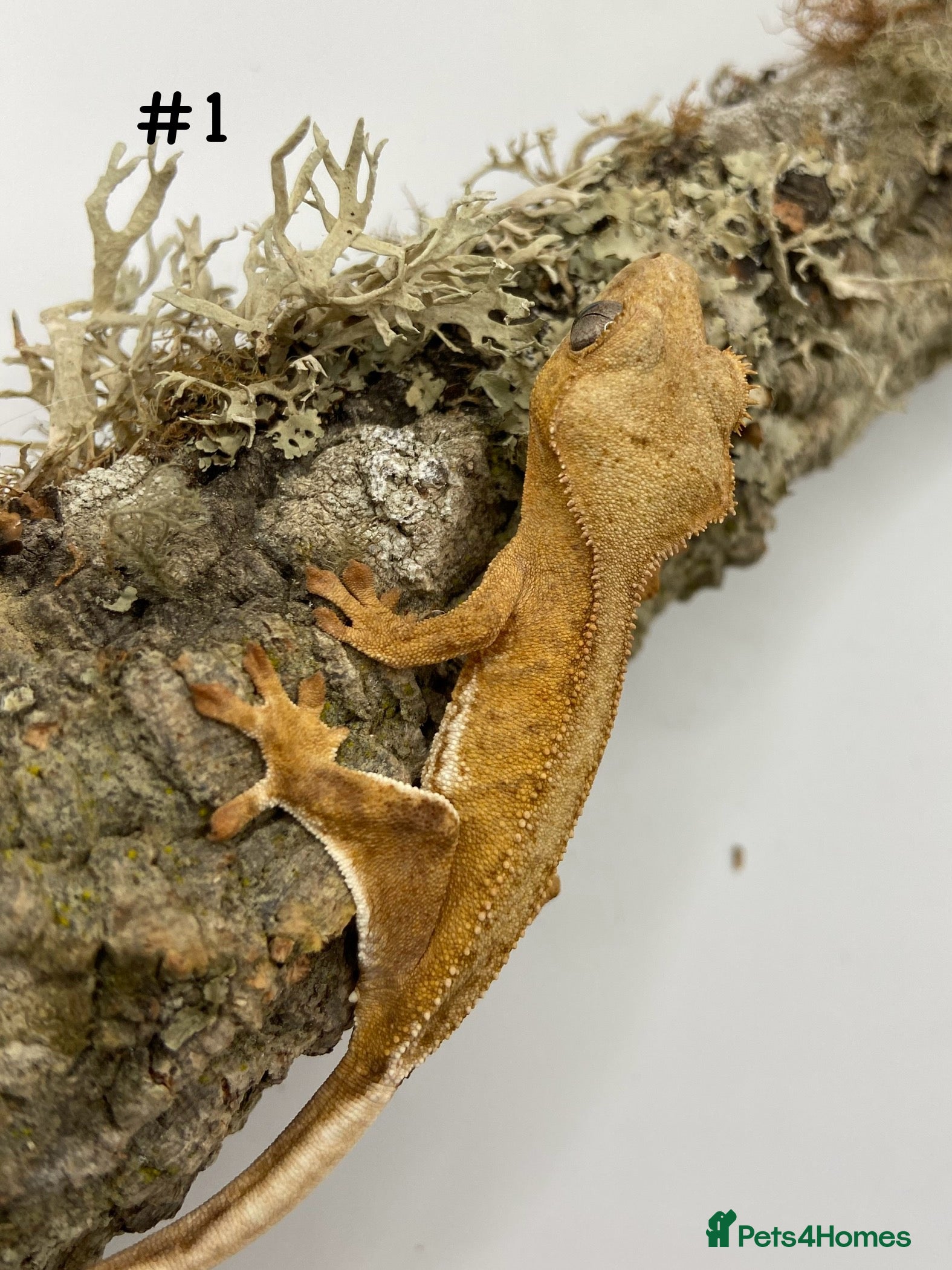 Gecko reptiles Adult and Juvenile Crested Geckos - Advert 1