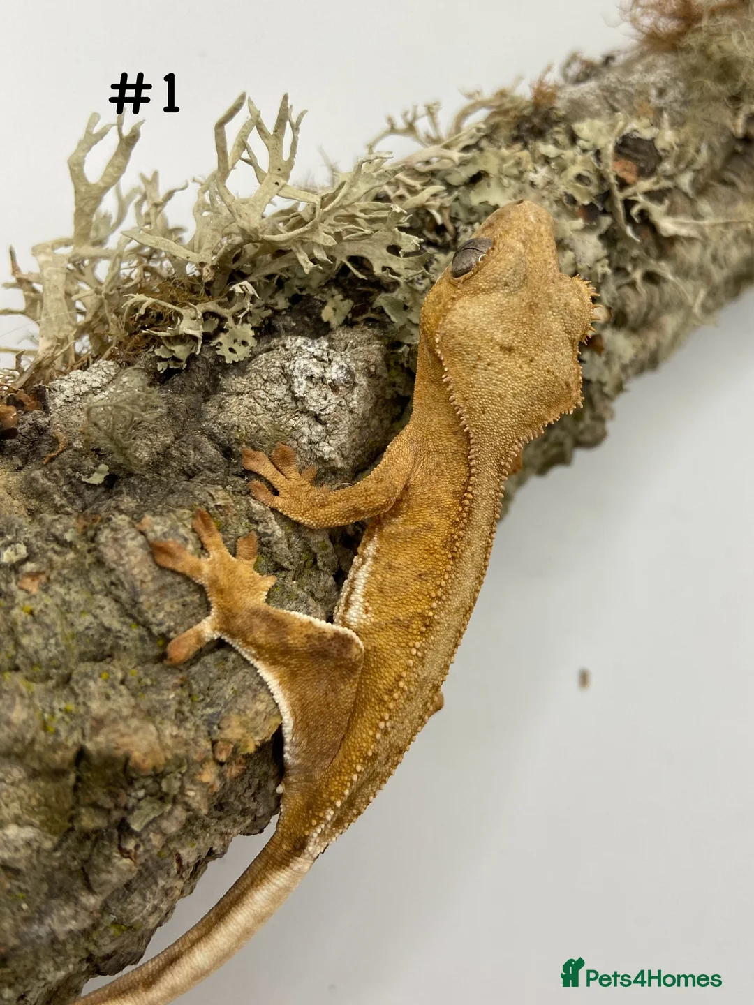 Gecko reptiles for sale: Adult and Juvenile Crested Geckos - Advert 1