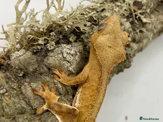 Gecko reptiles Adult and Juvenile Crested Geckos - Advert 1