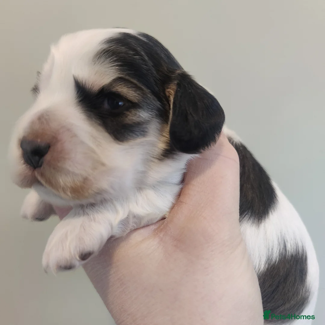 Cocker Spaniel dogs for sale: KC Registered Show Type Cocker Spaniels  - Advert 18