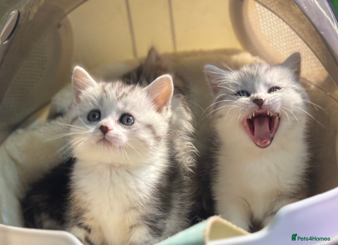 Munchkin cats for sale: Full Pedigree Munchkin Kittens  - Advert 20