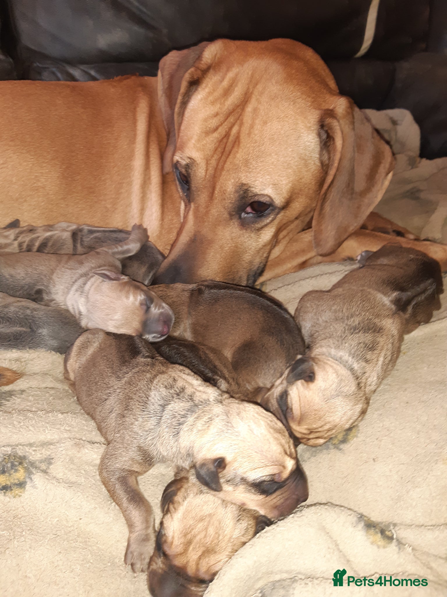 Rhodesian Ridgeback dogs 🦁RHODESIAN RIDGEBACKS PUPPIES🦁  - Advert 7