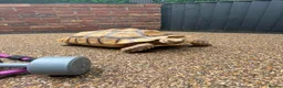 Tortoise reptiles for sale: Sulcata tortoise  - Advert 2