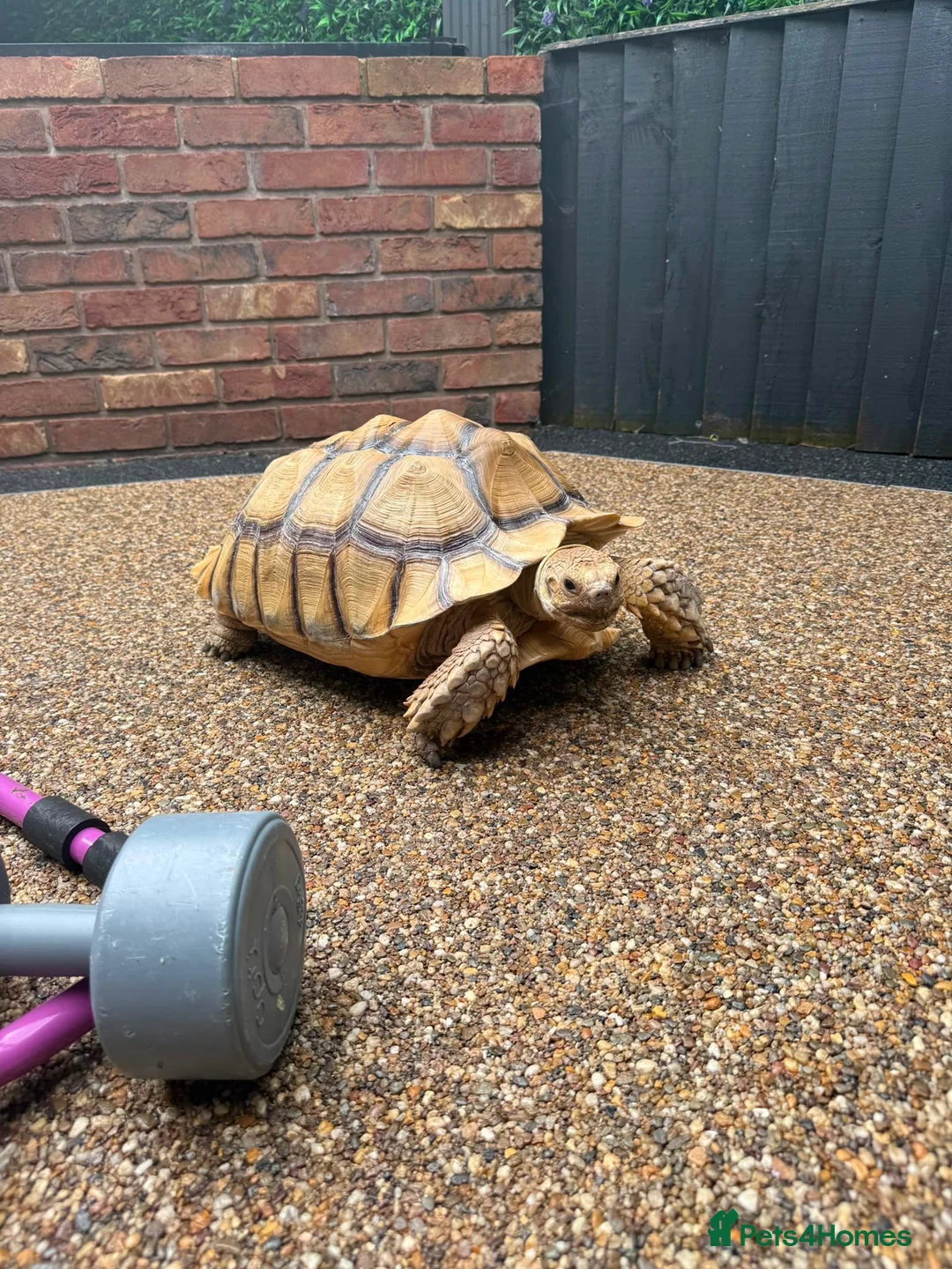 Tortoise reptiles for sale: Sulcata tortoise  - Advert 2