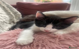 Ragdoll cats for sale: 3 Male Kittens Ragdoll X Turkish Angora  - Image 30