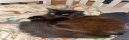 Maine Coon cats for sale: Black maincoon  - Advert 2