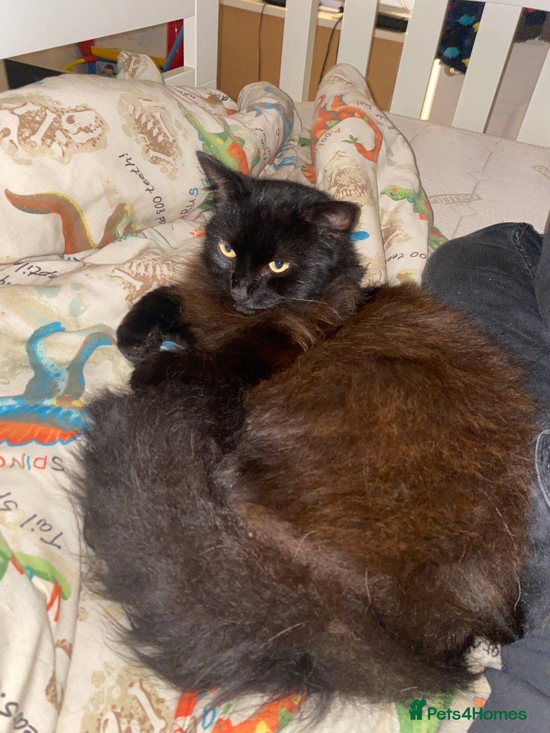 Maine Coon cats for sale: Black maincoon  - Advert 2