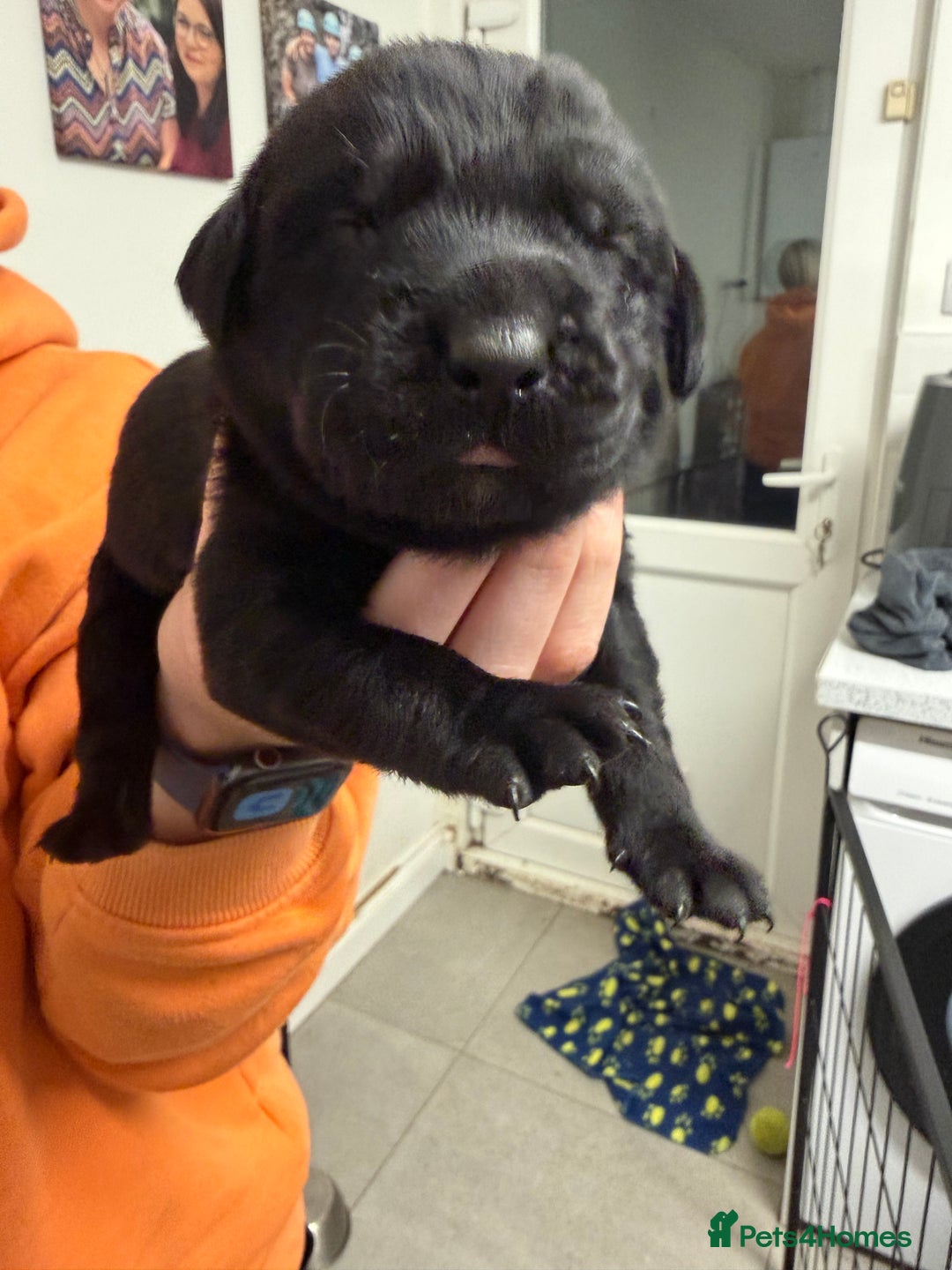 Labrador Retriever dogs for sale: Chunky Black Labrador Puppies! - Advert 17