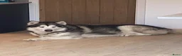 Alaskan Malamute dogs for stud: STUD ONLY Alaskan Malamute - Advert 1