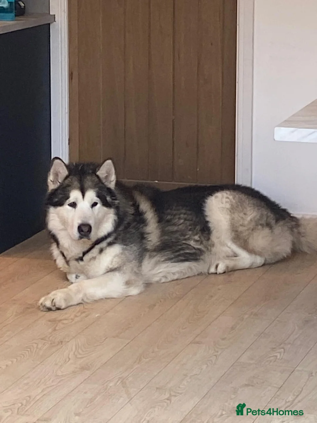 Alaskan Malamute dogs for stud: STUD ONLY Alaskan Malamute - Advert 1